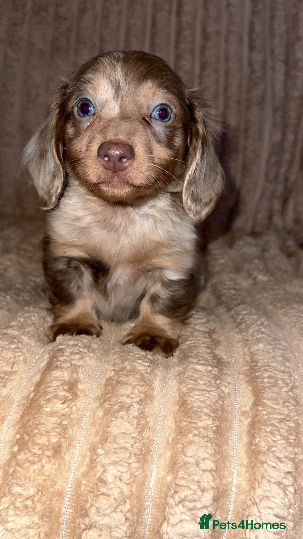 Miniature Dachshund dogs  miniature dashaund Puppy’s 😍 available  - Advert 18