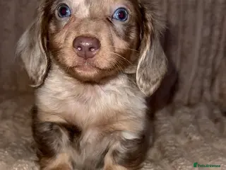 Miniature Dachshund dogs miniature dashaund Puppy’s 😍 available - Advert 18
