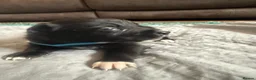 Mixed Breed dogs for sale: 8 adorable puppies. - Advert 14