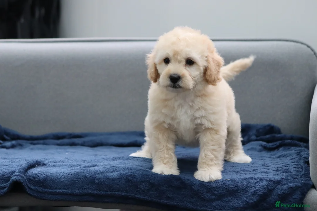 Cavapoochon dogs for sale: Cavapochon puppies for sale - Advert 36