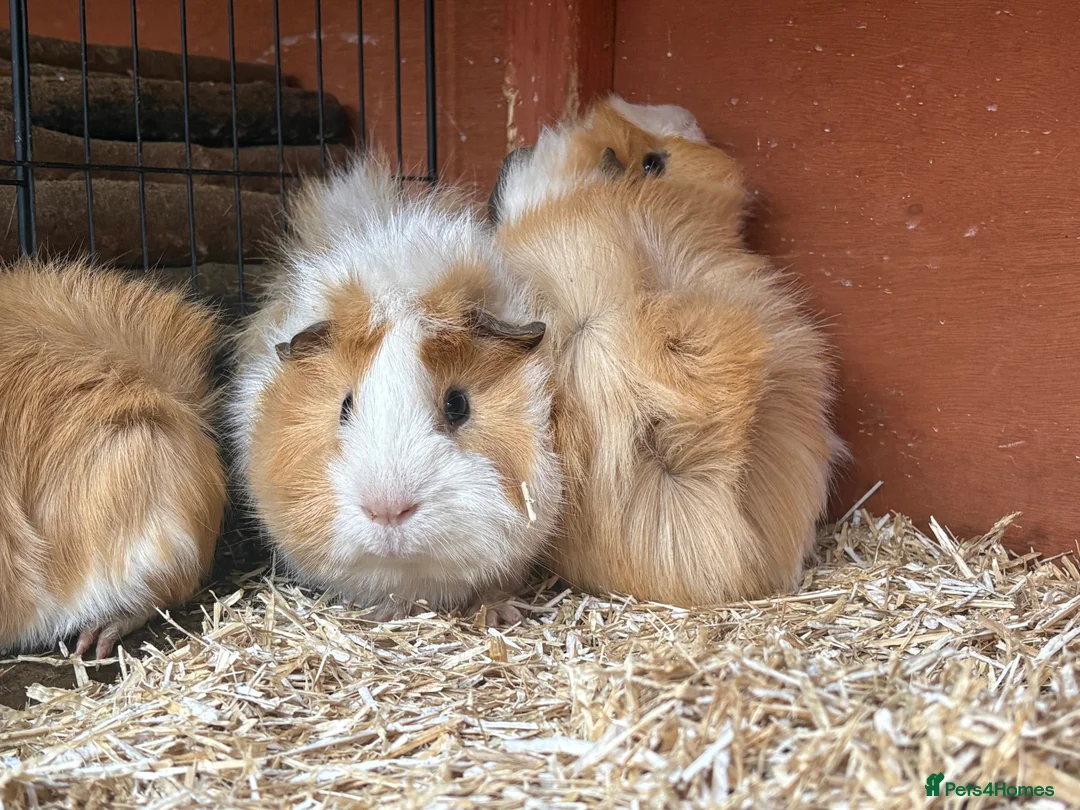 Guinea Pig rodents for sale: Male guinea pigs looking for new homes - Advert 2