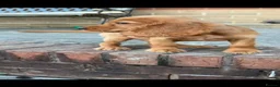 Cocker Spaniel dogs for sale: Red cocker spaniel puppies - Advert 2