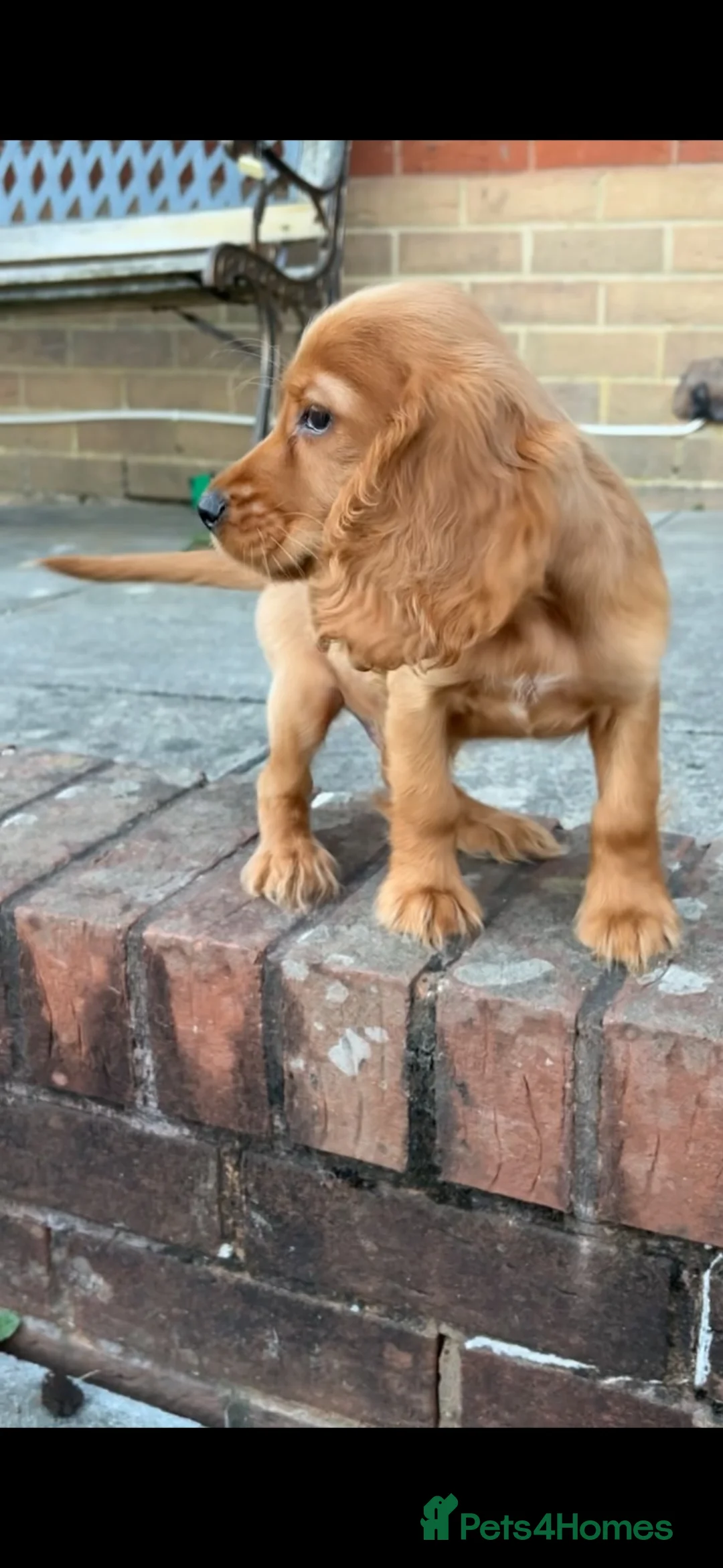 Cocker Spaniel dogs for sale: Red cocker spaniel puppies - Advert 2