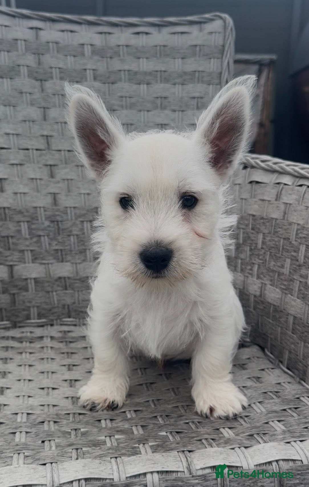 West Highland Terrier dogs West Highland Terrier Pups ready for new home Now - Advert 2
