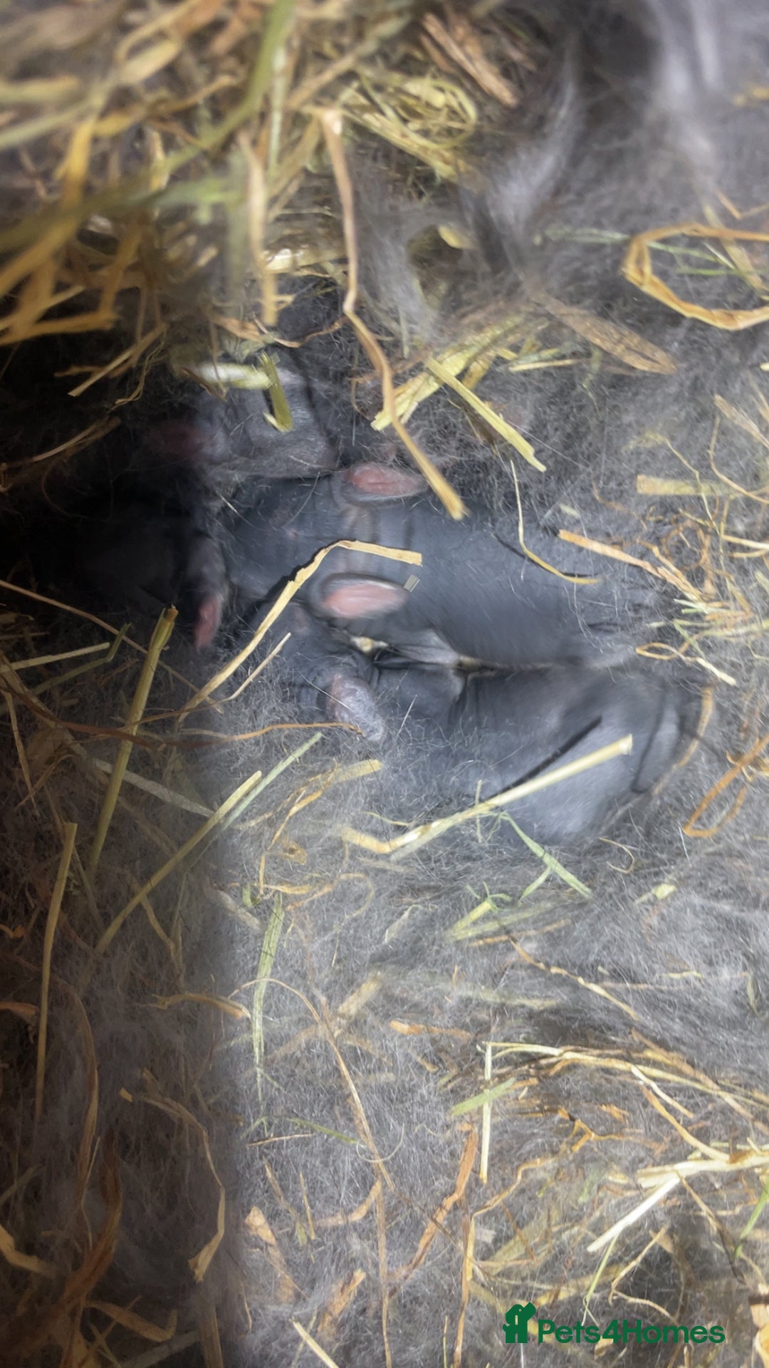 Mixed Breed rabbits for sale: 5 Rex/lionhead mix bunnies for sale - Advert 5