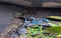 Frog reptiles for sale:  🔵Male Dendrobates Tinctorius “Powder Blue” 🔵 - Advert 2