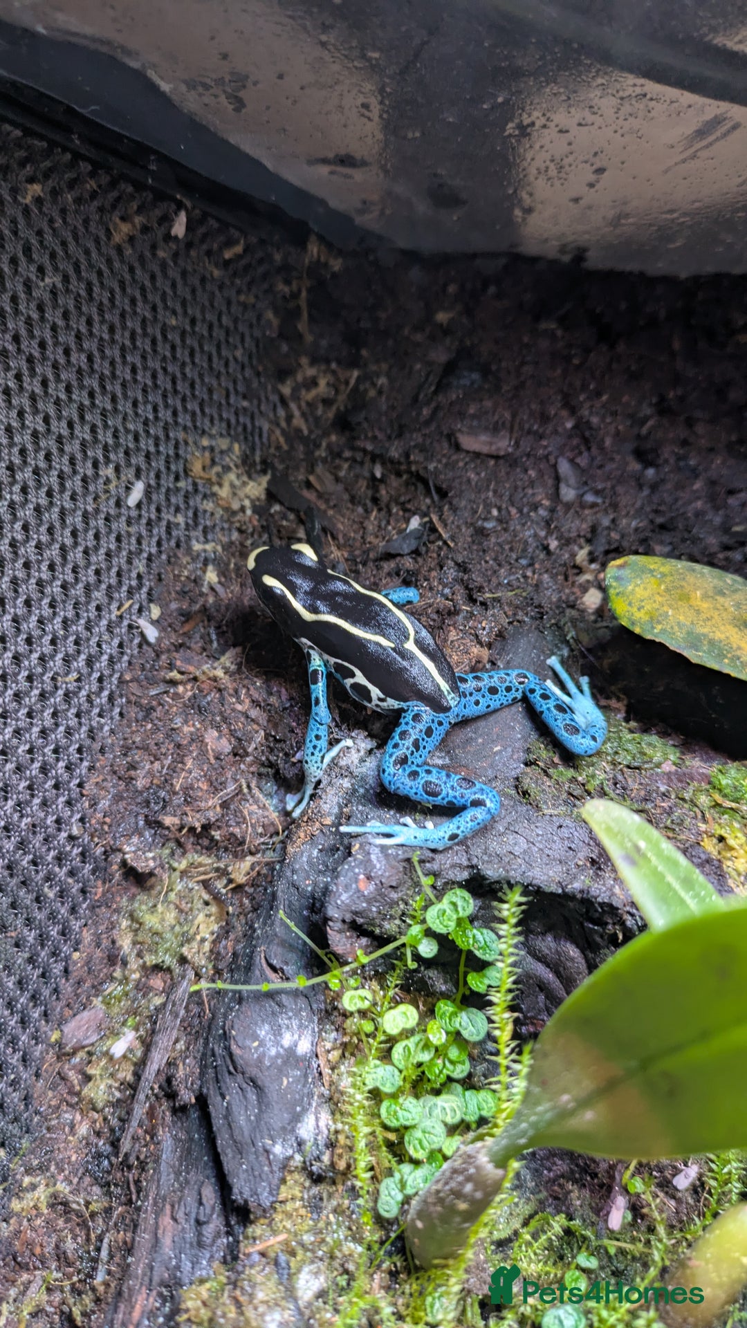 Frog reptiles for sale:  🔵Male Dendrobates Tinctorius “Powder Blue” 🔵 - Advert 2