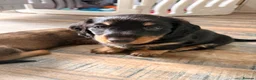Dachshund dogs for sale: Male Standard longhair dachshund - Advert 11