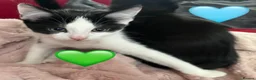Mixed Breed cats for sale: 😻💚🩵💙🧡💛😻 - Advert 13