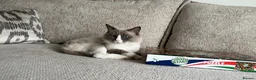 Ragdoll cats for sale: Ragdoll Babies ❤️ - Advert 16
