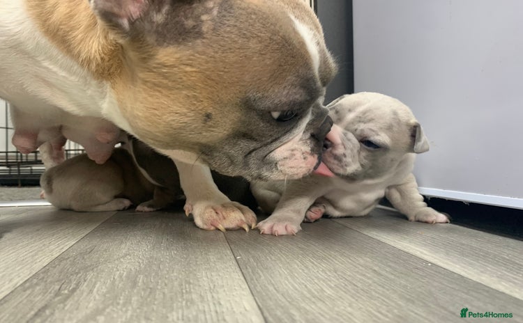 French Bulldog dogs - Advert 11