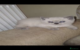 British Shorthair cats for sale: British shorthair kitten for sale - Image 4