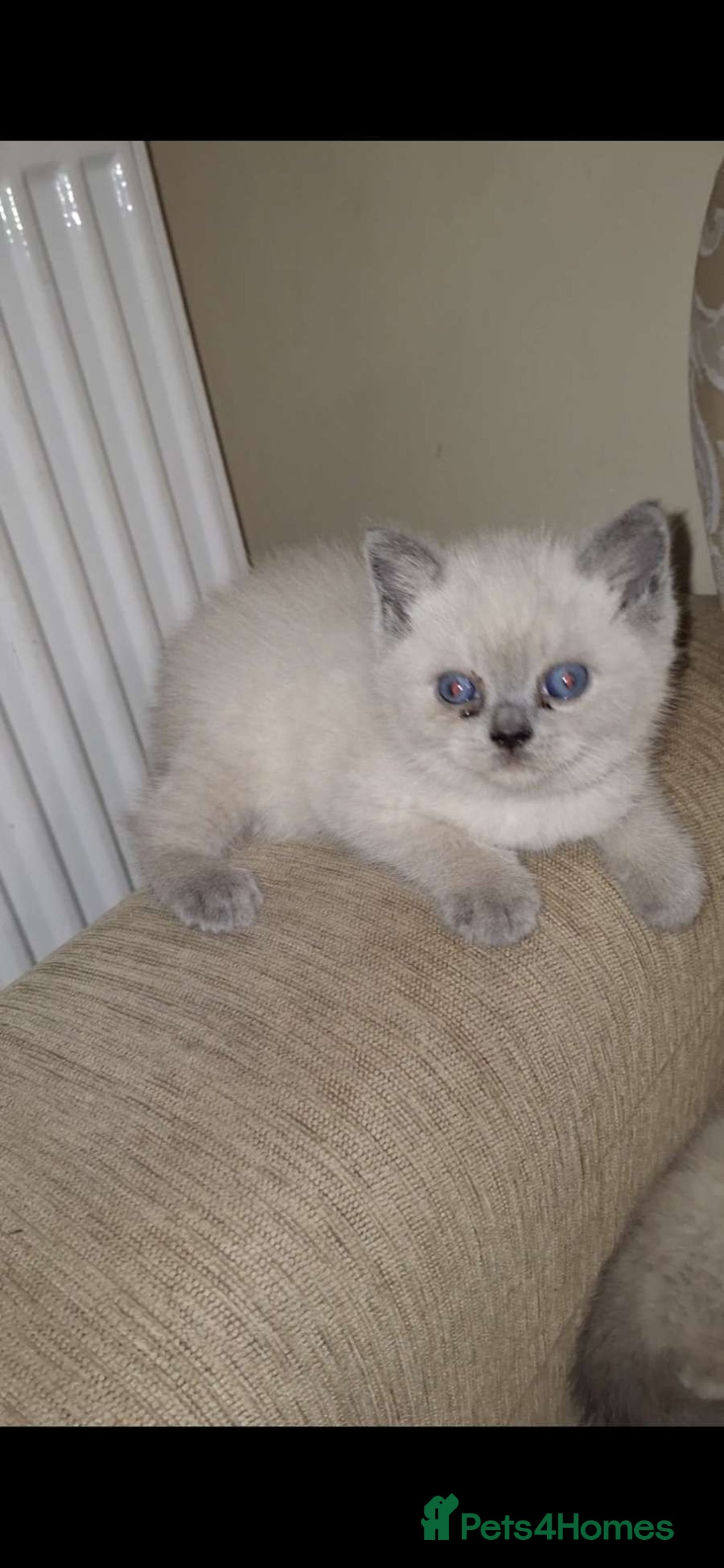 British Shorthair cats for sale: British shorthair kitten for sale - Image 4