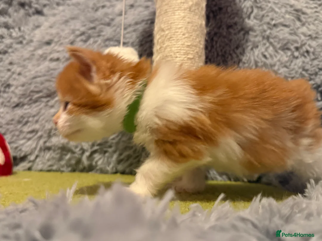 Maine Coon cats for sale: Maine coon kittens reds stunning pedigree’s  - Advert 31