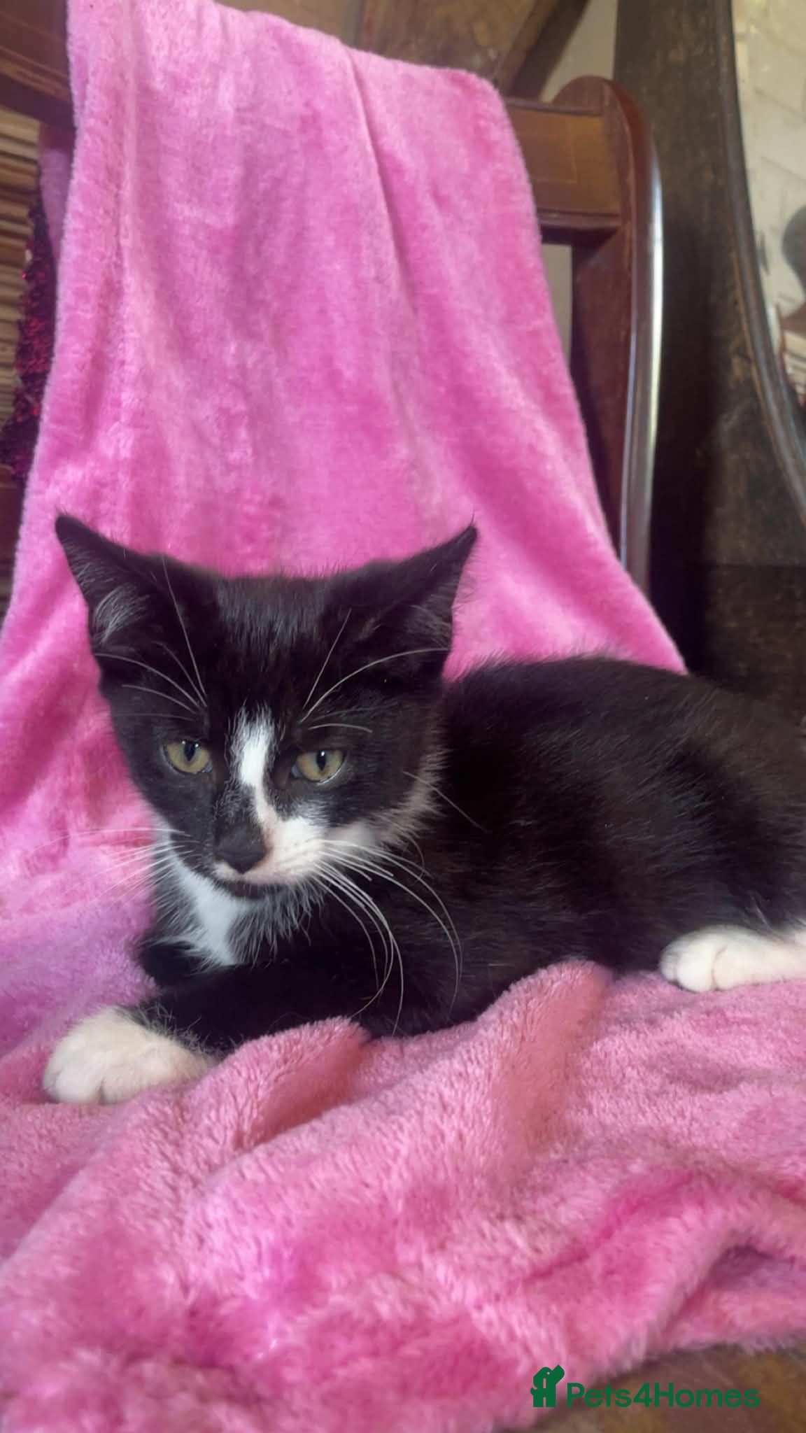 Mixed Breed cats Gorgeous kittens looking for new home  - Advert 3