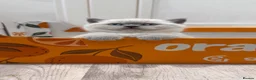 British Shorthair cats for sale: Exceptional GCCF British Shorthair Colourpoints - Advert 4