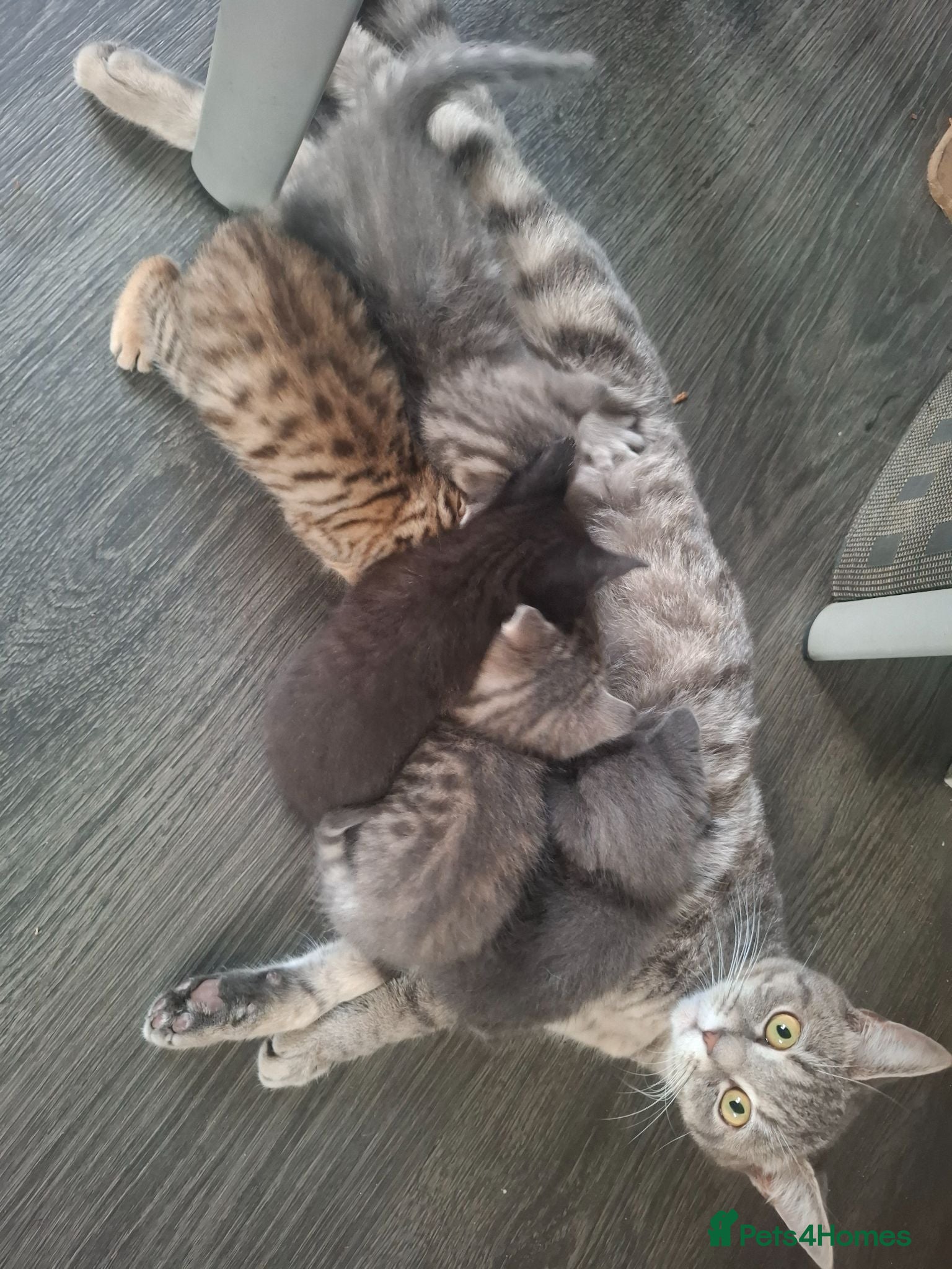 Mixed Breed cats Beautiful loving kittens  - Advert 2