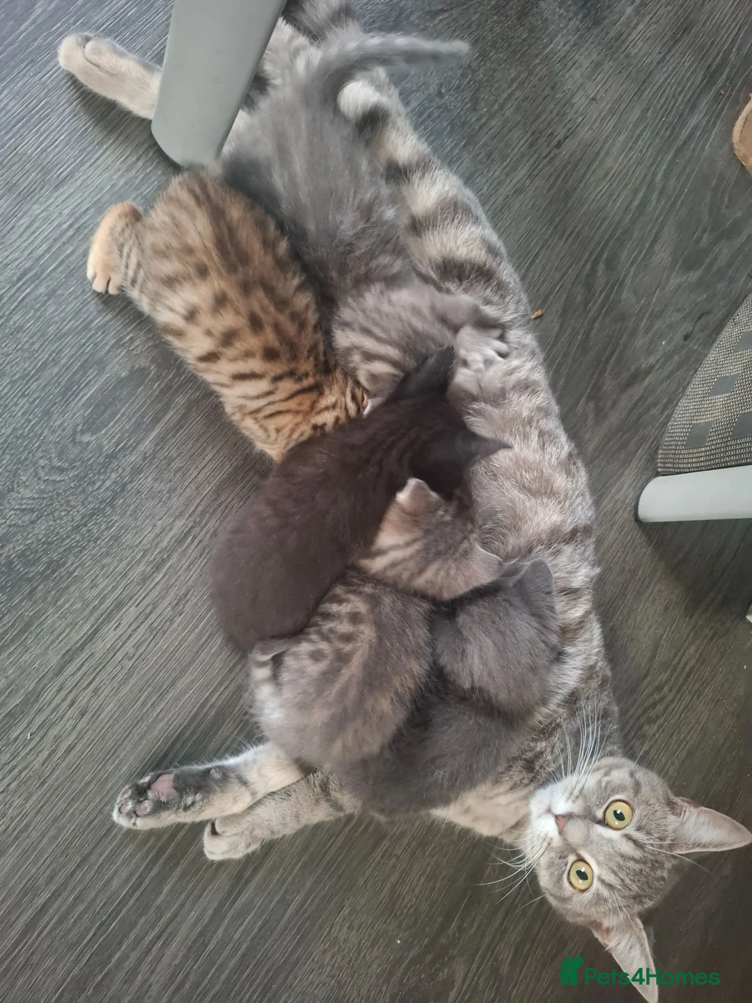 Mixed Breed cats for sale: Beautiful loving kittens  - Advert 1