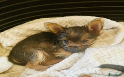 Chorkie dogs for sale: 9 weeks old puppies Yorkshire terrier chihuahuas - Image 3