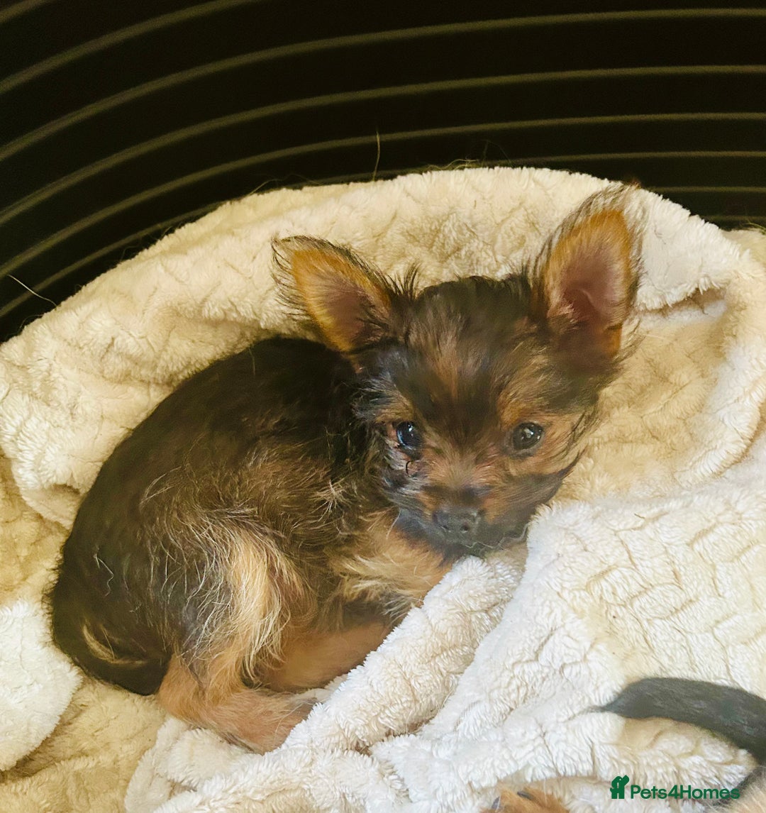 Chorkie dogs for sale: 9 weeks old puppies Yorkshire terrier chihuahuas - Image 3