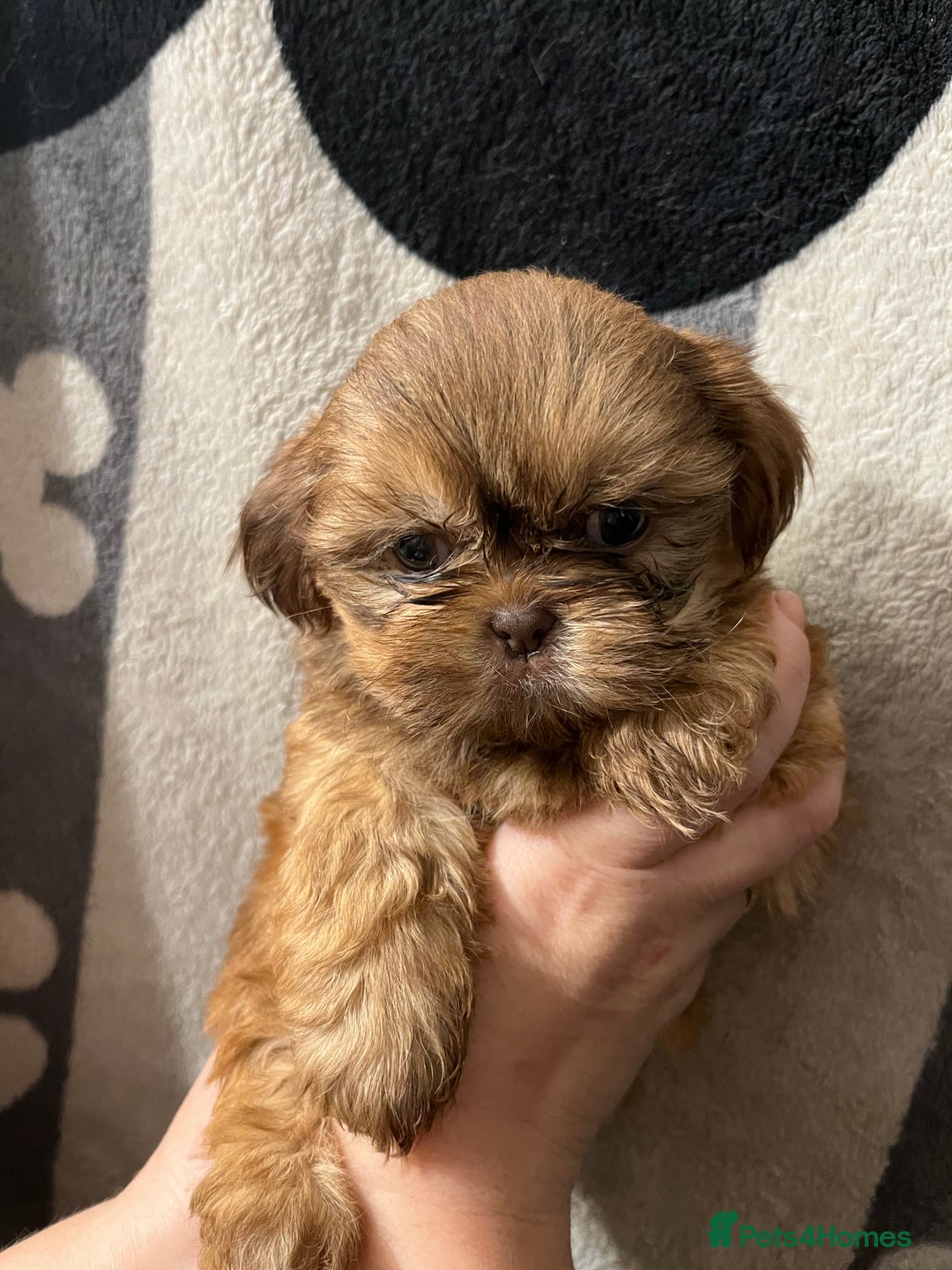 Shih Tzu dogs for sale: Shihtzu puppies  - Advert 2