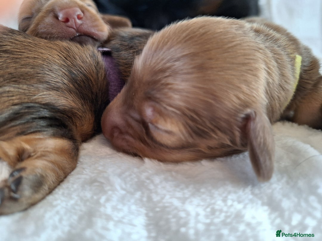 Miniature Dachshund dogs for sale: Longhaired Minature Dauchounds - Image 10