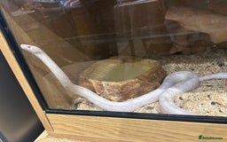 Corn Snake reptiles for sale: Corn snake  - Image 1