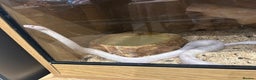 Corn Snake reptiles for sale: Corn snake  - Advert 1