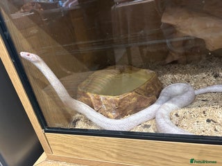 Corn Snake reptiles - Advert 4