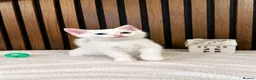 Domestic Shorthair cats for sale: Stunning Kittens | Bella's Litter | Ready Now - Advert 2