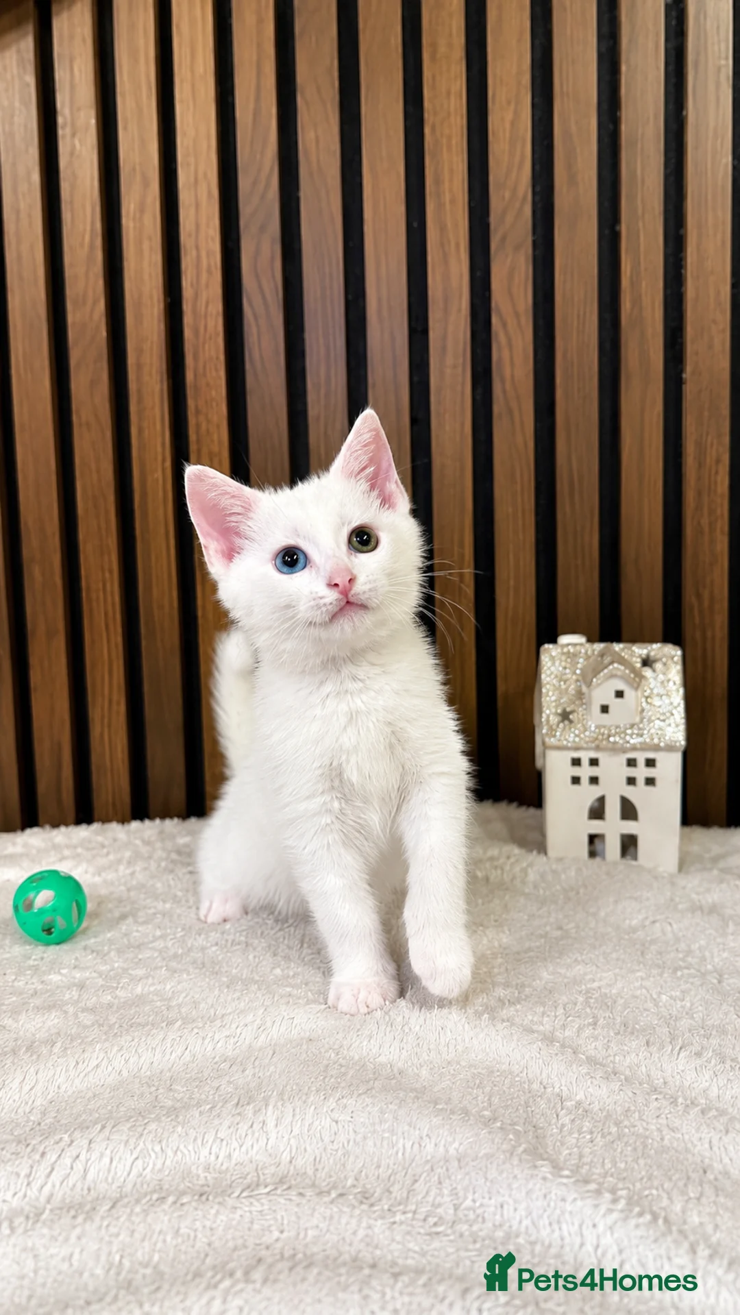 Domestic Shorthair cats for sale: Stunning Kittens | Bella's Litter | Ready Now - Advert 2