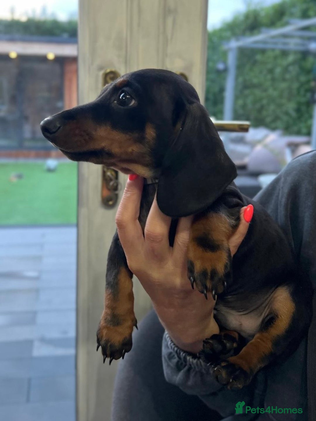 Miniature Dachshund dogs for sale: Miniature Daschunds  - Image 26