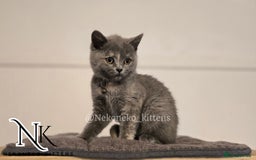 British Shorthair cats for sale: ❗️❗️2 LEFT❗️❗️CHUNKY ADORABLE FLUFF BALLS in Ilkeston - Image 18