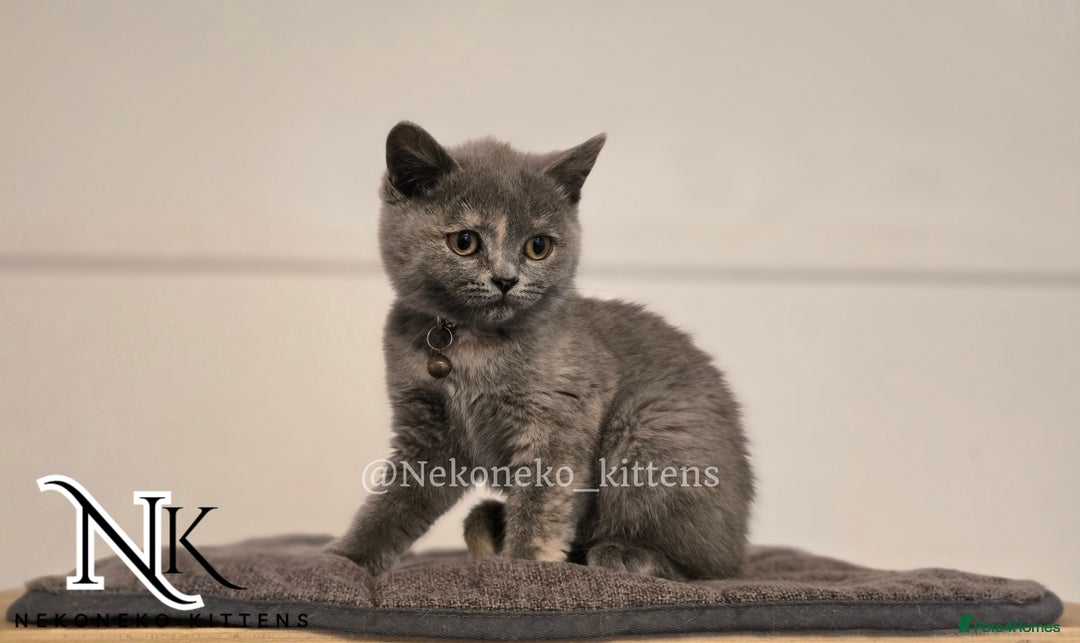 British Shorthair cats for sale: ❗️❗️2 LEFT❗️❗️CHUNKY ADORABLE FLUFF BALLS in Ilkeston - Image 18