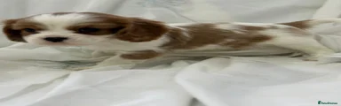 Cavalier King Charles Spaniel Puppy 2