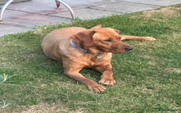Labrador Retriever dogs for sale: Ready to leave! Beautiful KC Fox Red Labrador Girl - Image 25