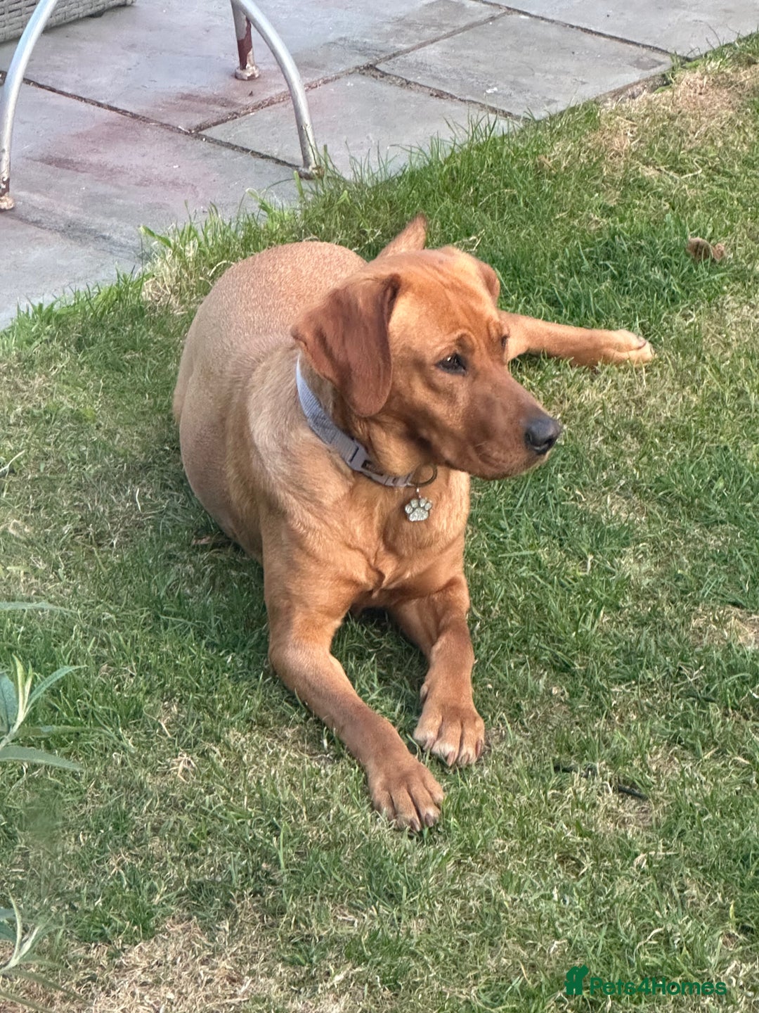 Labrador Retriever dogs for sale: Ready to leave! Beautiful KC Fox Red Labrador Girl - Image 25
