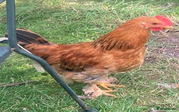 Chickens poultry for sale: Cockerel - Image 3