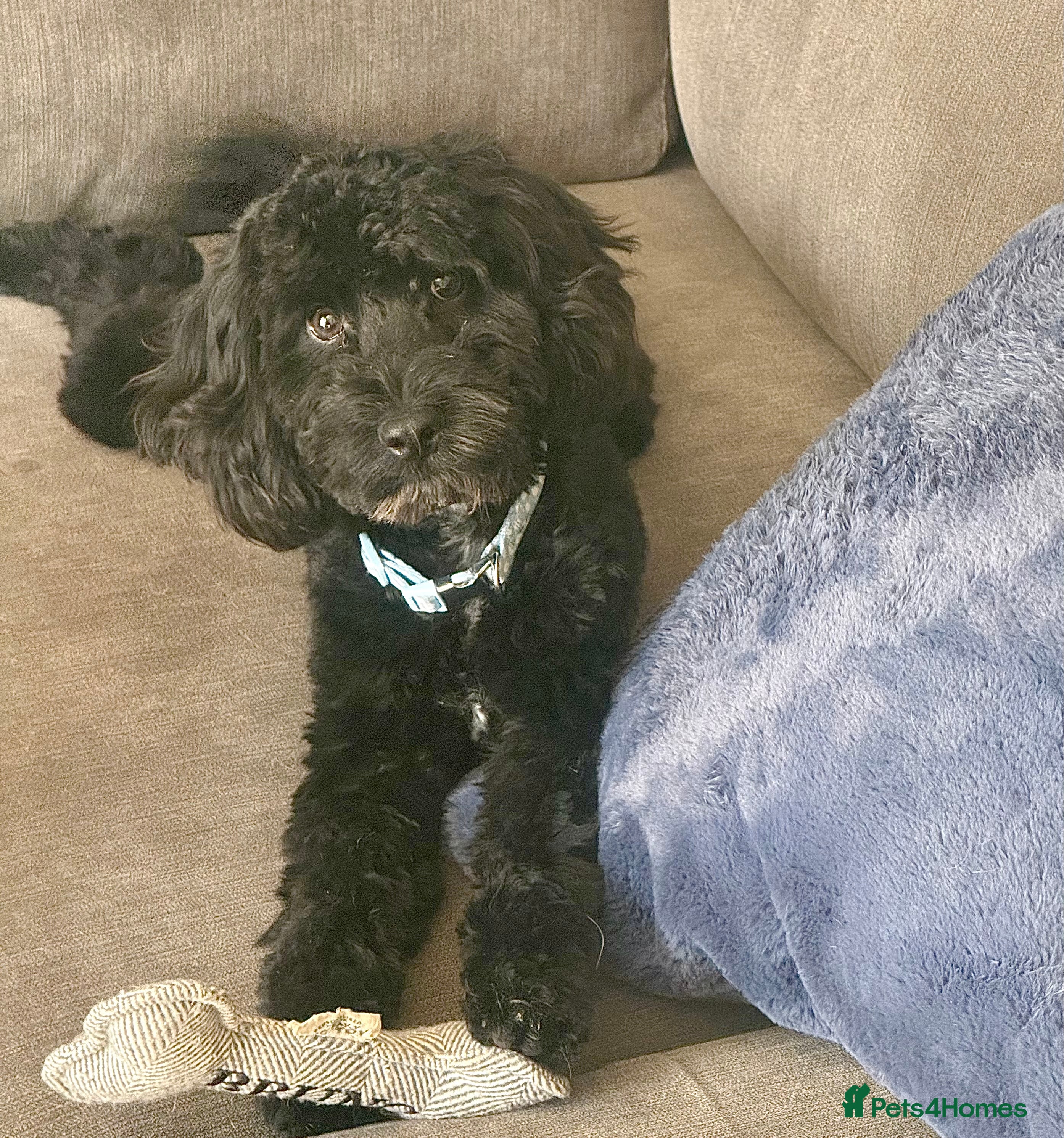 Cockapoo dogs 1 year old cockerpoo - Advert 2