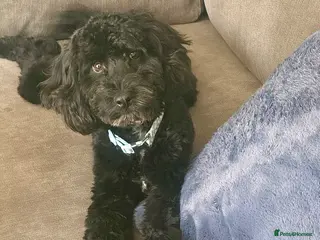 Cockapoo dogs 1 year old cockerpoo - Advert 13