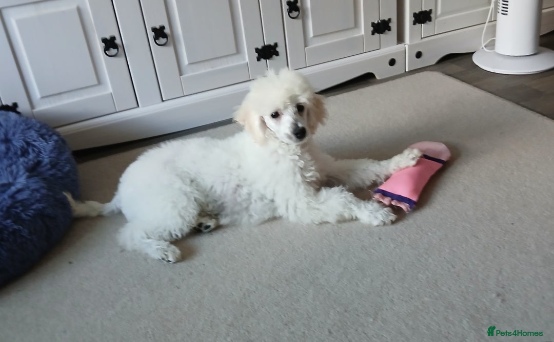 Miniature Poodle dogs for sale: Beautiful boy  - Image 6