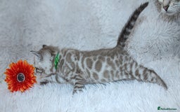 Bengal cats for sale: 🏆OUTSTANDING SHOW WINNING BENGALS KITTENS🔥 - Image 23