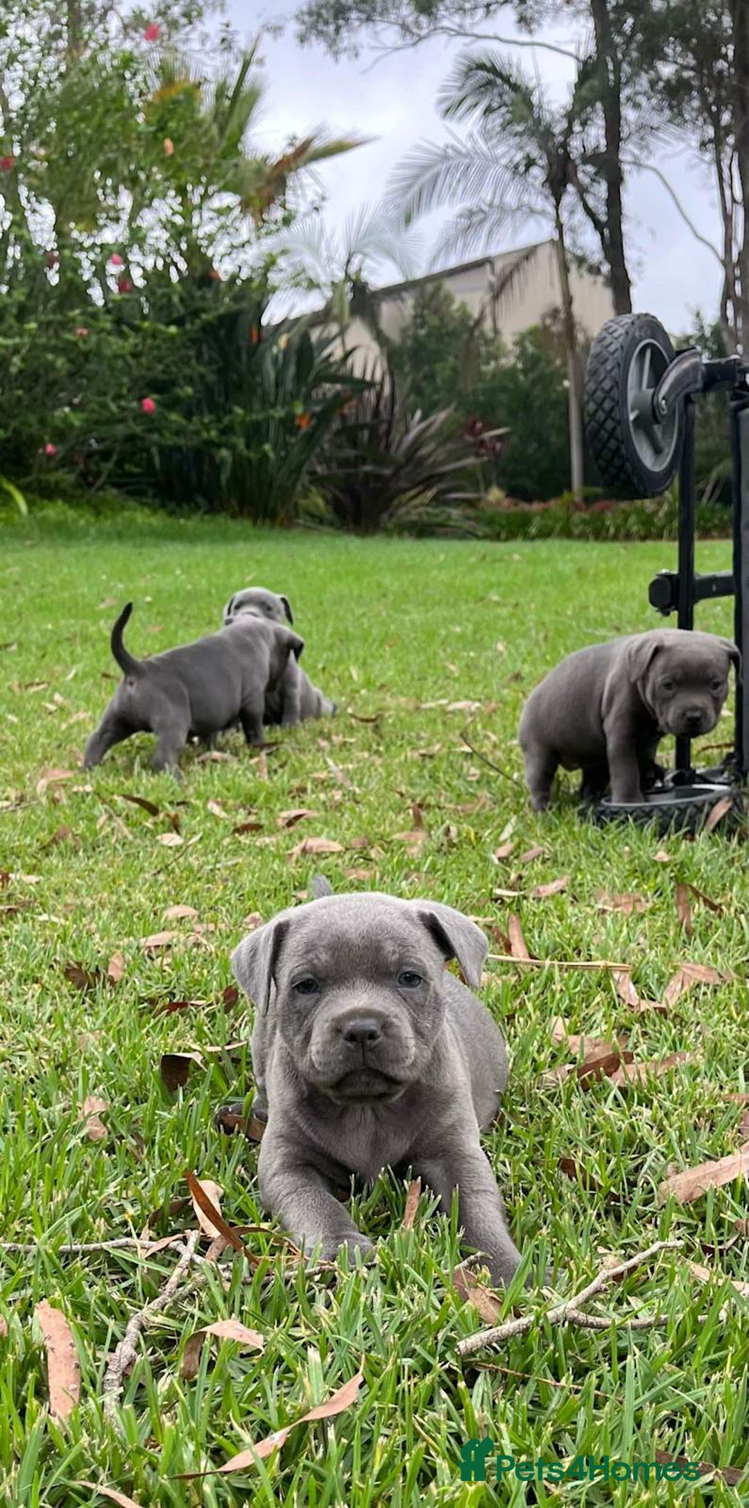 Staffordshire Bull Terrier dogs for sale: Staffordshire  puppies for sale - Image 9