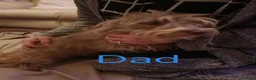 Norfolk Terrier dogs for sale: Norfolk Terrier Puppies  in Wellingborough - Advert 13