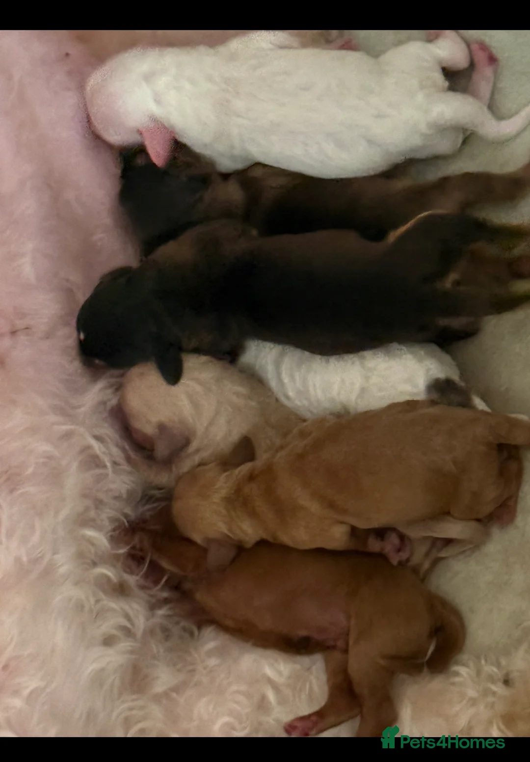 Australian Labradoodle dogs for sale: Snowys Australian labradoodles(reservation’s open) - Advert 8