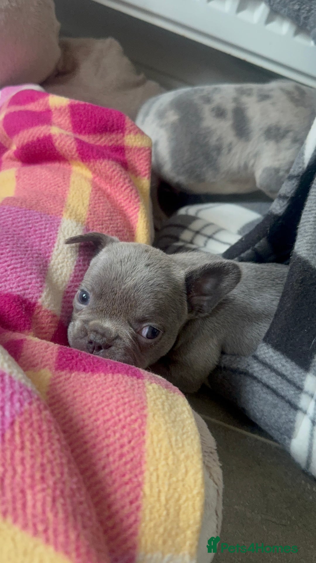 French Bulldog dogs for sale: Lilac blue eyed litter of 6. DWKC registered  - Image 25