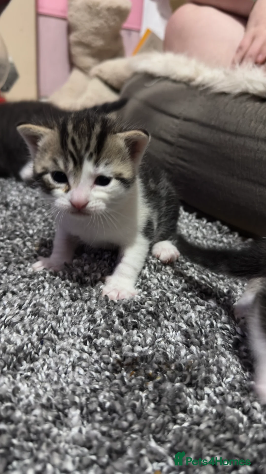 Domestic Shorthair cats for sale: 4 beautiful kittens ready for there forever homes  - Advert 4