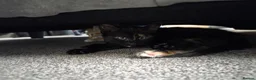 Mixed Breed cats for sale: 2 kittens for sale - Advert 9