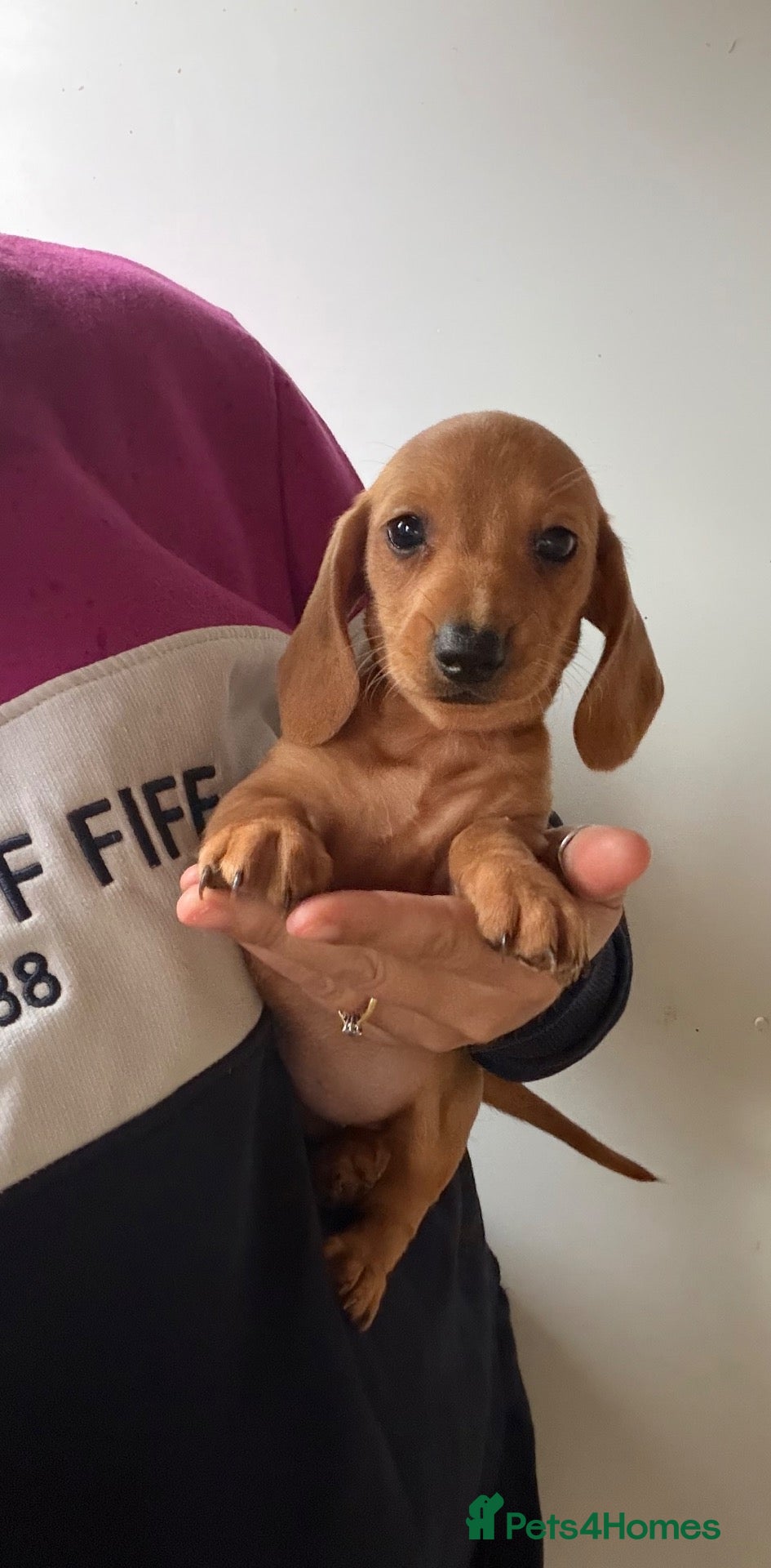 Dachshund dogs Miniature Dachshund Puppies  - Advert 7