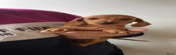 Dachshund dogs for sale: Miniature Dachshund Puppies  - Advert 1